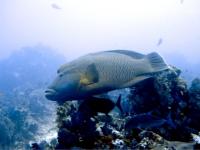 ������ ������� ���� ��������